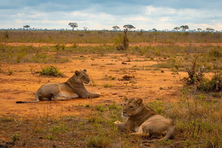 Lion in Kenya - lion, felidae