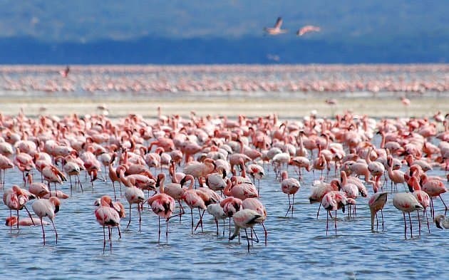 Wildlife in Kenya - phoenicopterus, bird