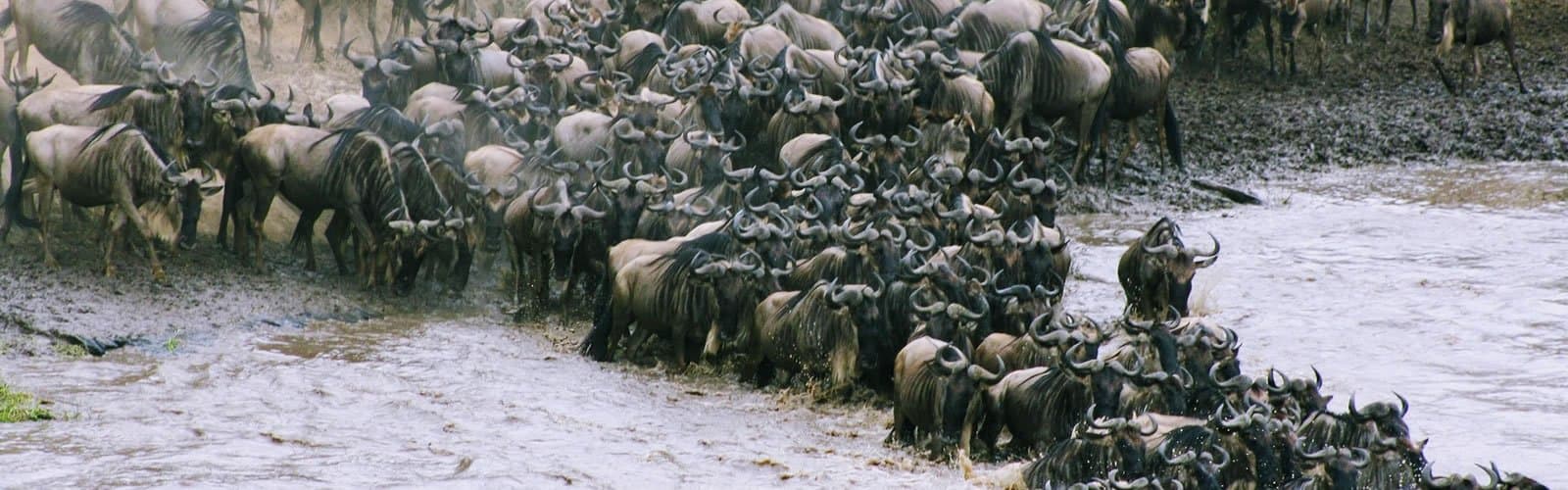 Wildebeest in Kenya - wildebeest, herd