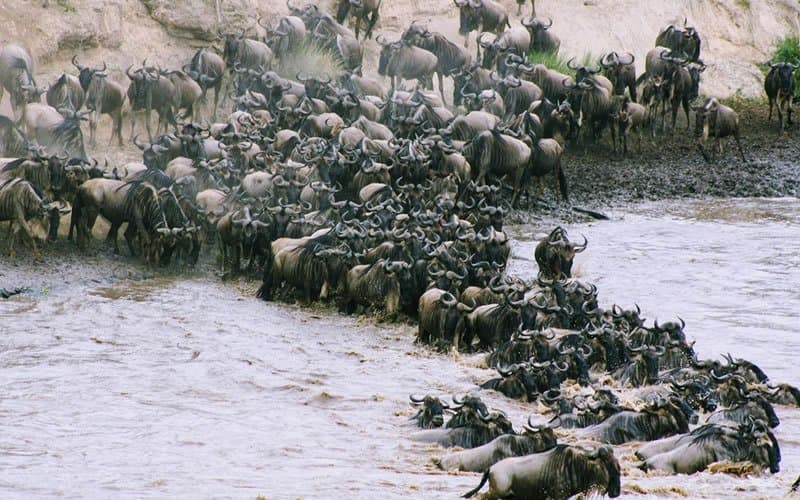 Wildebeest in Kenya - wildebeest, herd