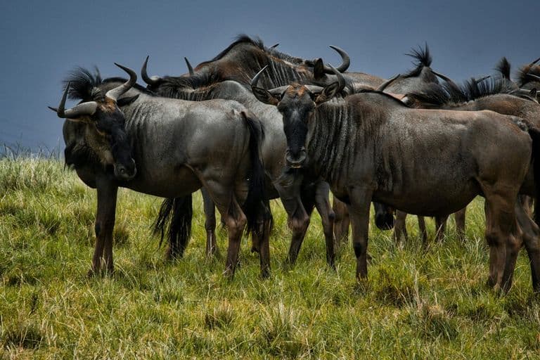 Wildebeest in Kenya - wildebeest, herd
