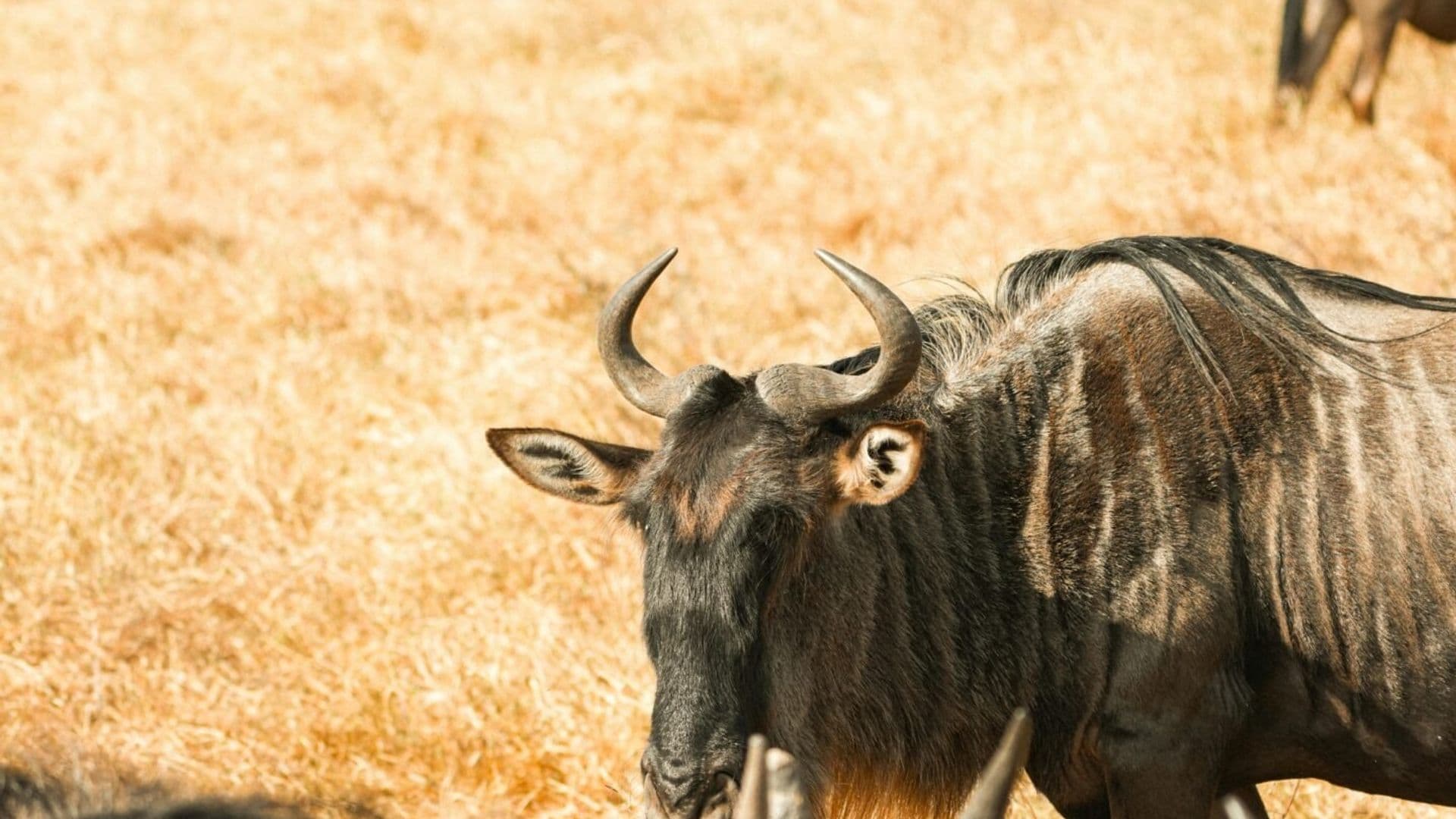 Wildebeest and Antelope in Kenya - wildebeest, terrestrial-animal