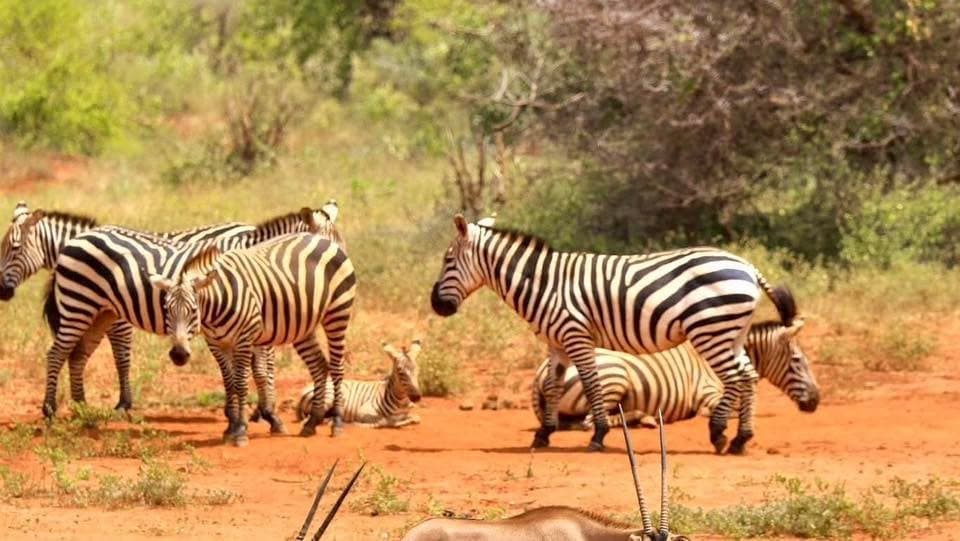 Zebra and Wildebeest in Kenya - zebra, terrestrial-animal