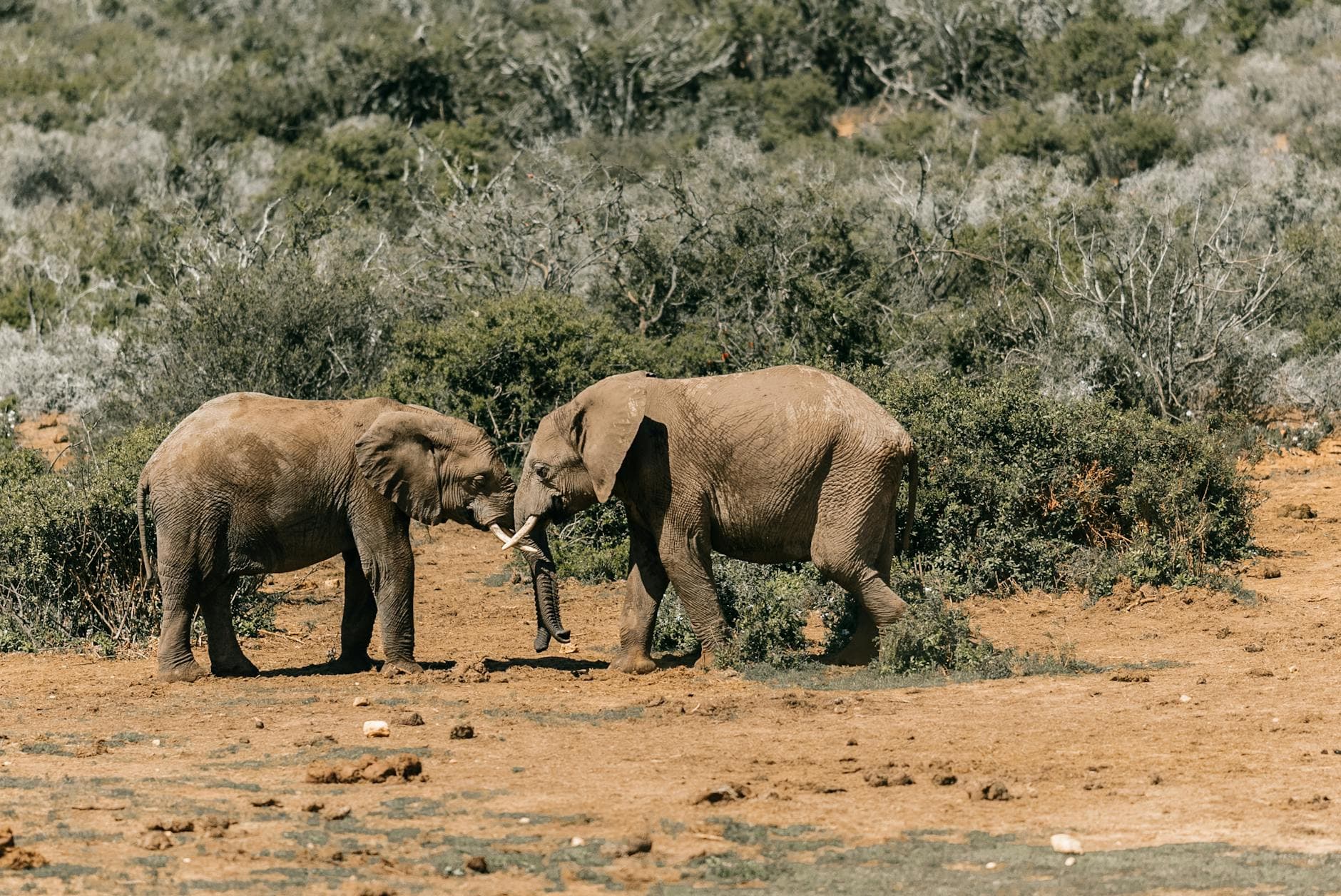 Lewa Wilderness accommodation