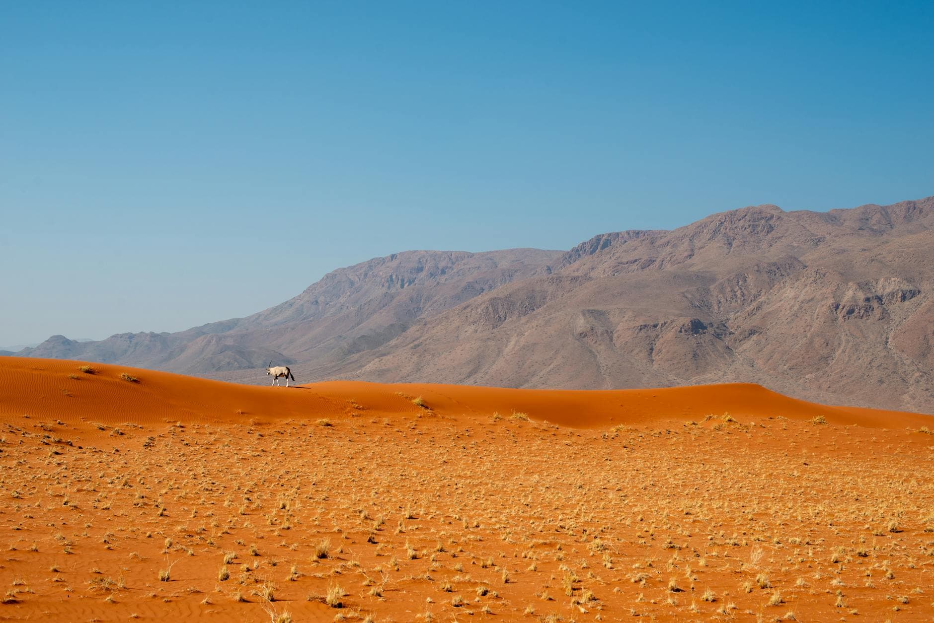 Lewa Wilderness accommodation