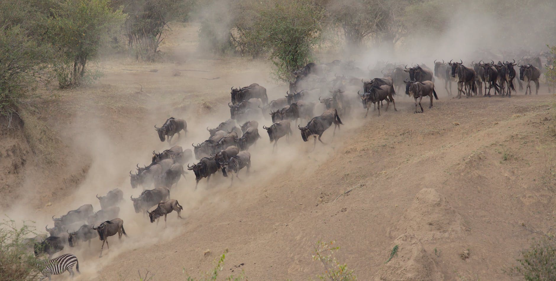 Maasai Mara - Wildlife