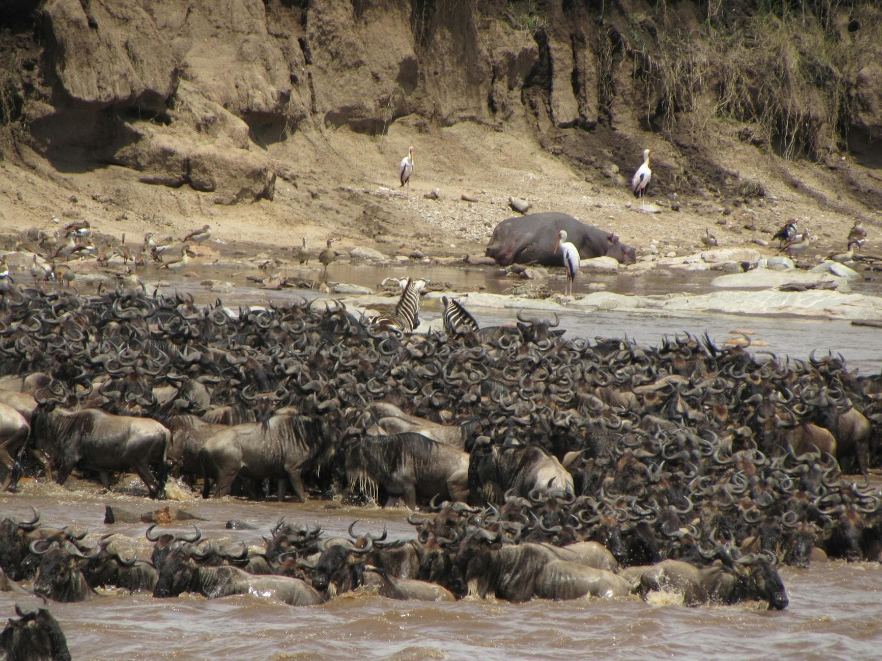 Maasai Mara - Wildlife