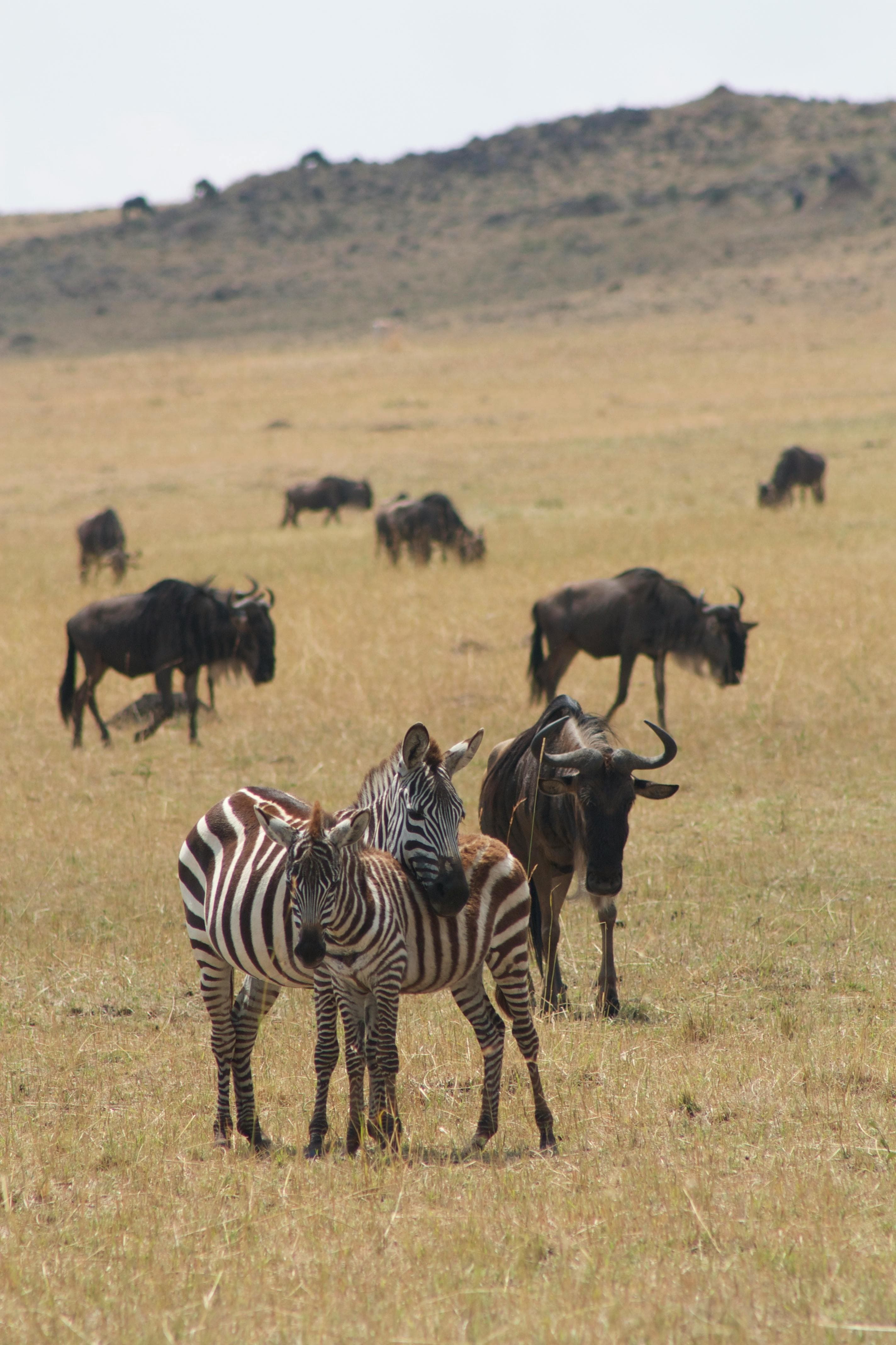 masai-mara-safari-zebra-gnut-gallery