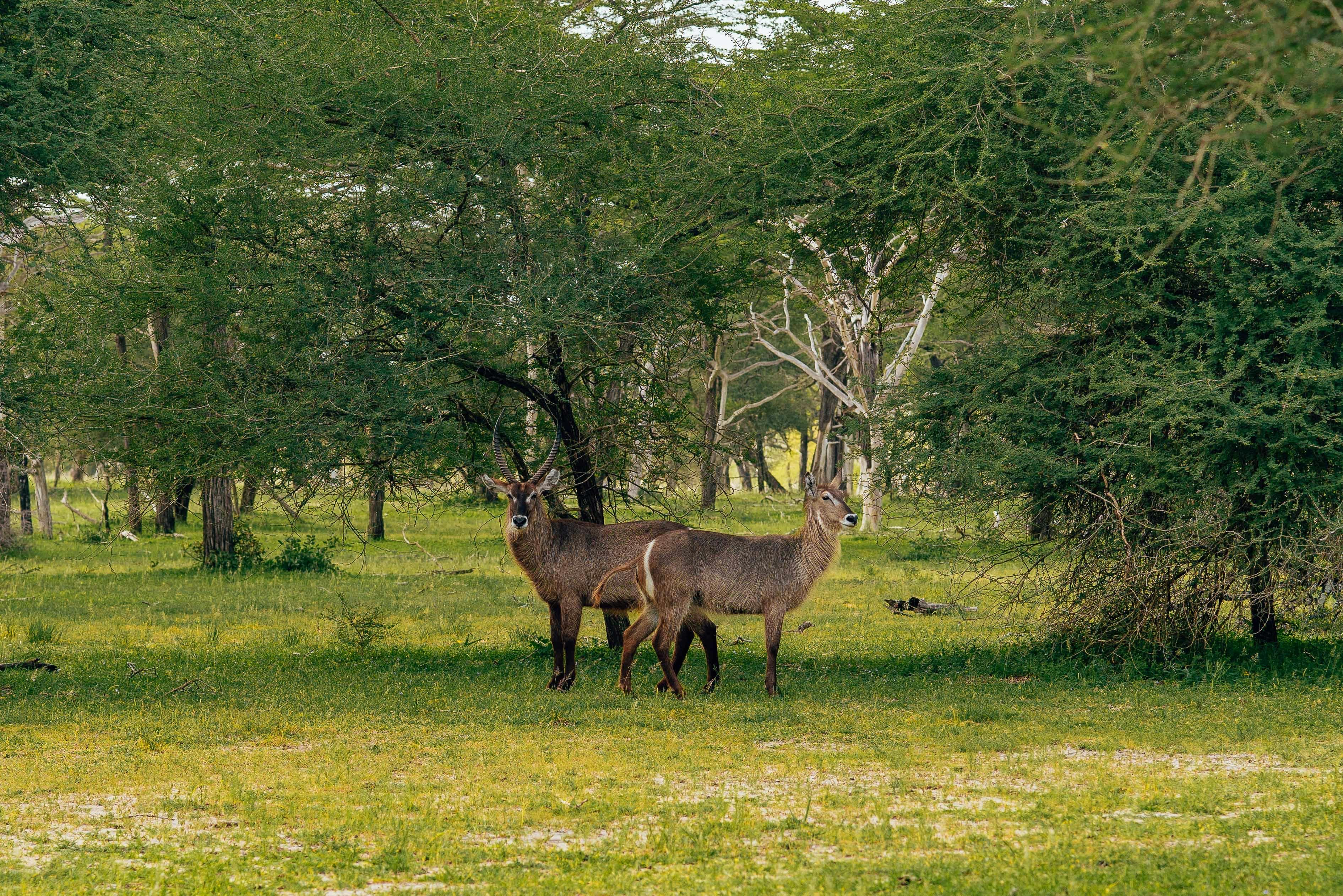 meru-safari-from-nairobi-gallery3