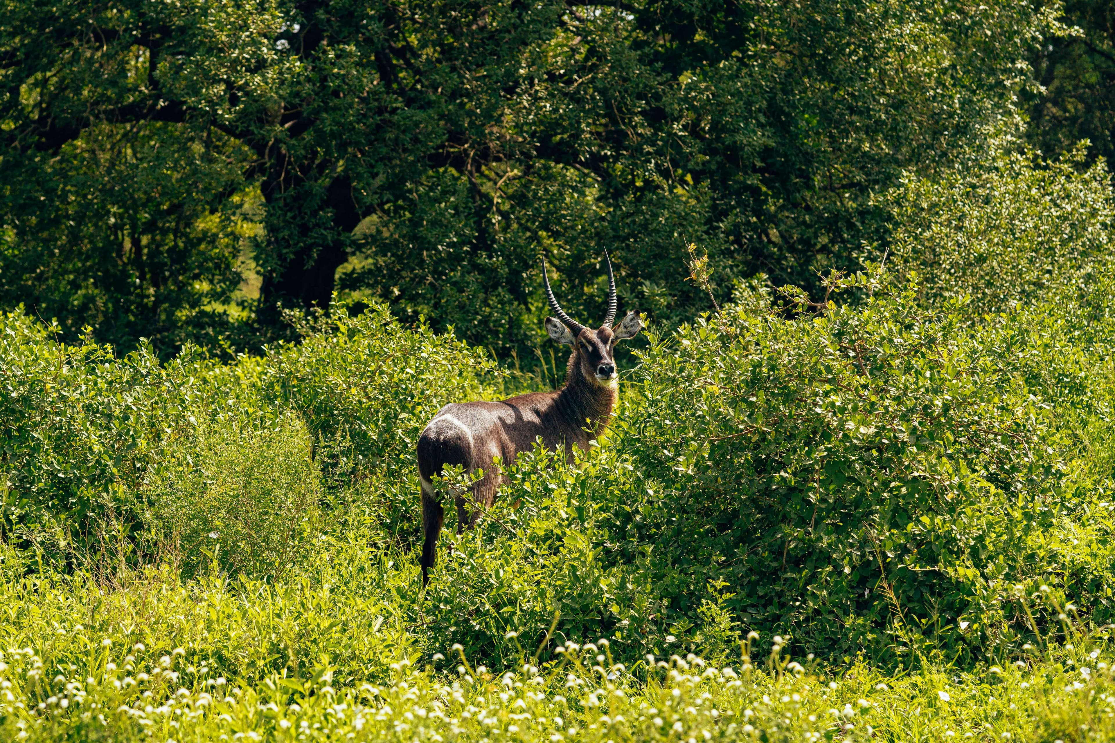 meru-safari-from-nairobi-gallery4
