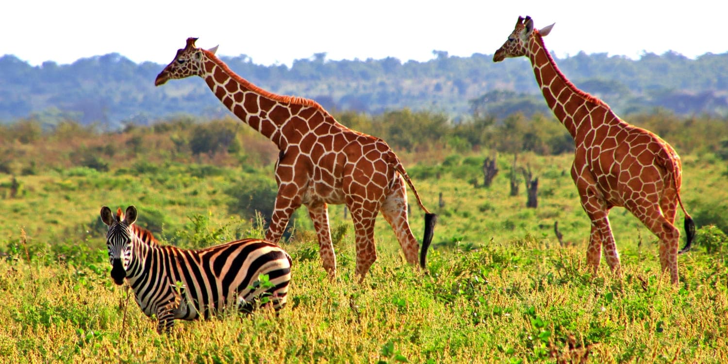 meru-safari-nairobi-hero