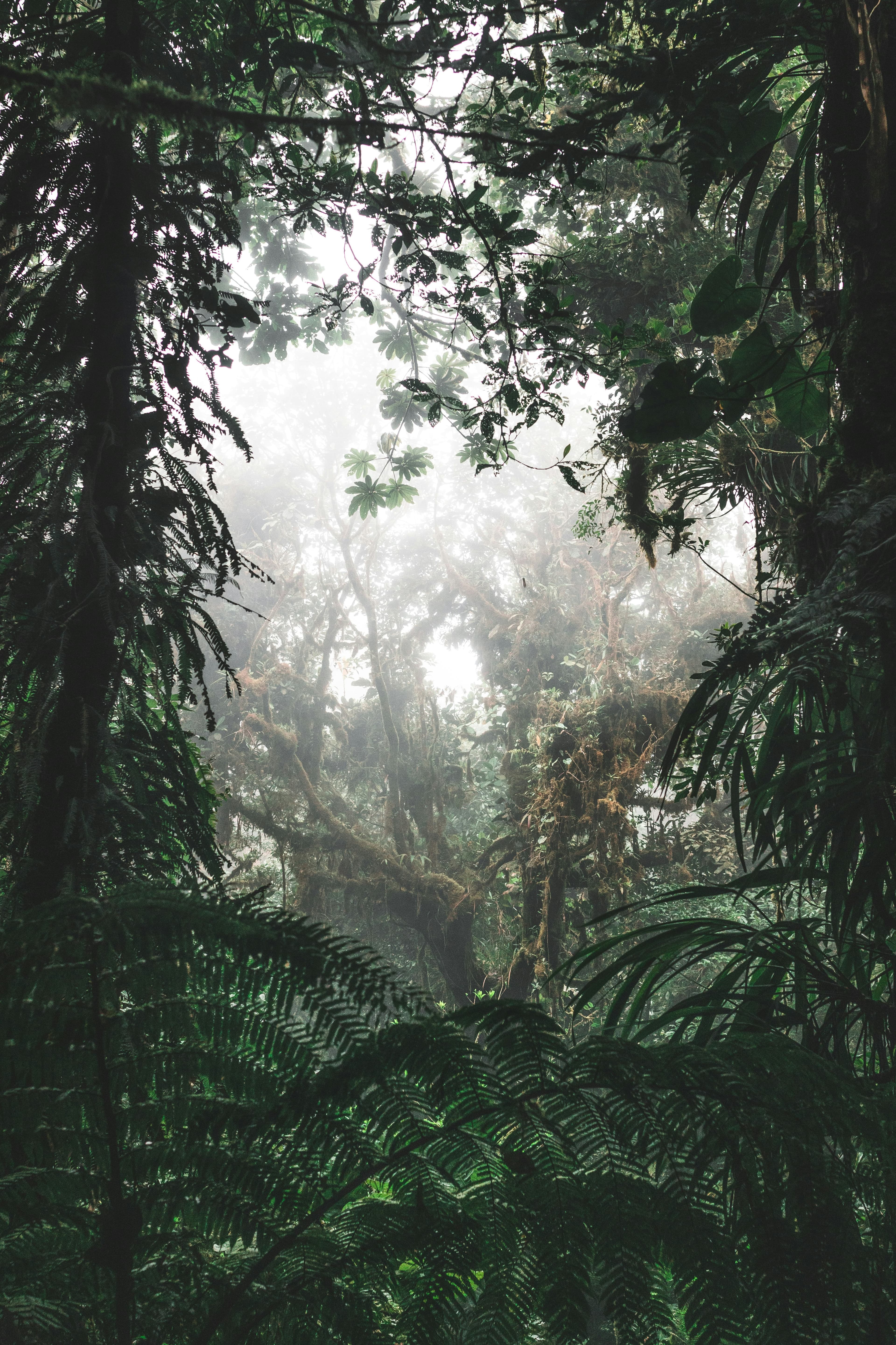 NyungweCloudForest