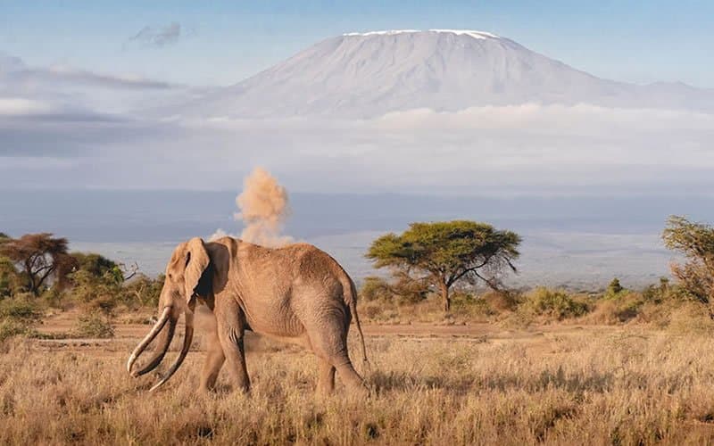 Elephant in Rwanda - elephant, ecoregion