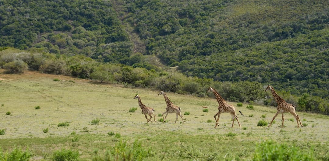 On a hike in a large game farm we came to this herd of giraffe, after a wile something must have disturbed them and they run away but in a very elegant way