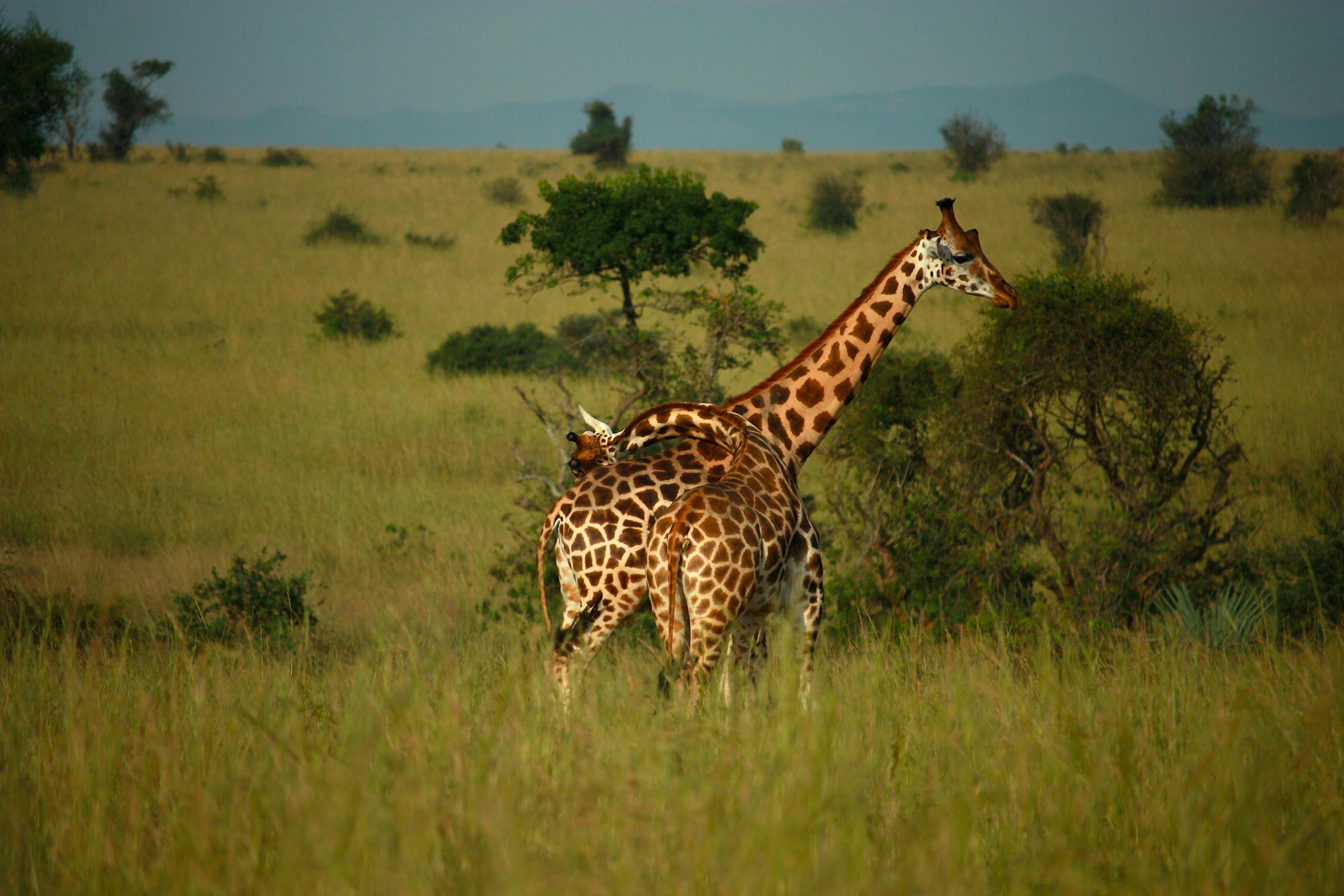 serengeti-tour-hero-image