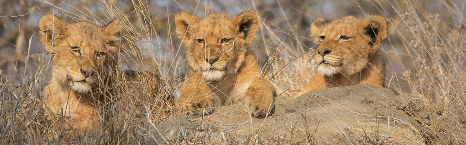 Lion in South Africa - lion, felidae