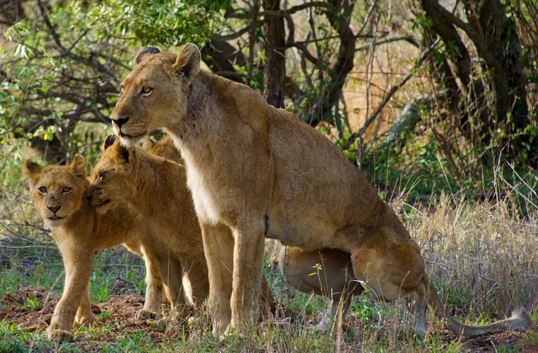 Lion and Leopard and Cheetah in South Africa - lion, felidae