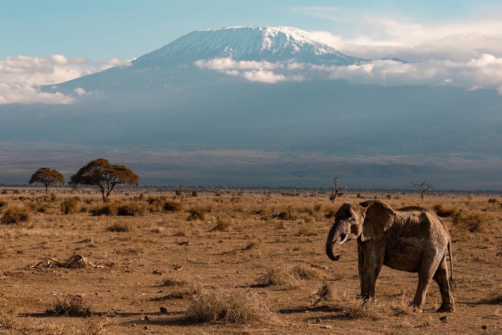 Elephant in Tanzania - elephant, ecoregion