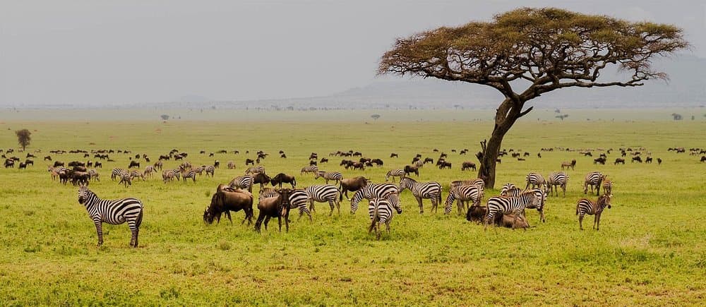 Zebra in Tanzania - grassland, zebra