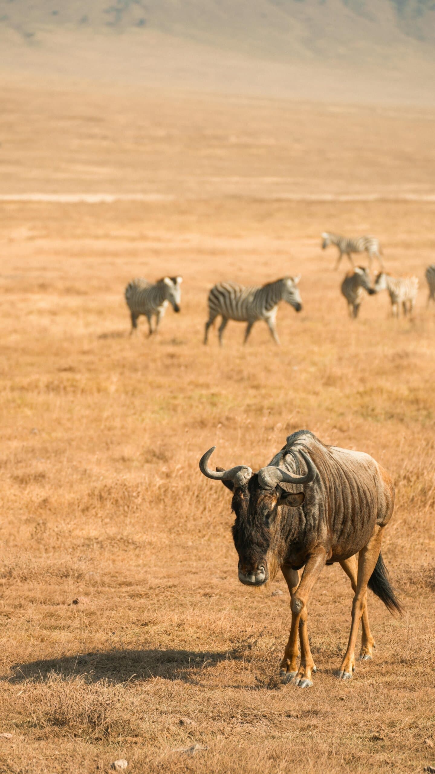 Wildebeest and Zebra in Tanzania - ecoregion, grassland