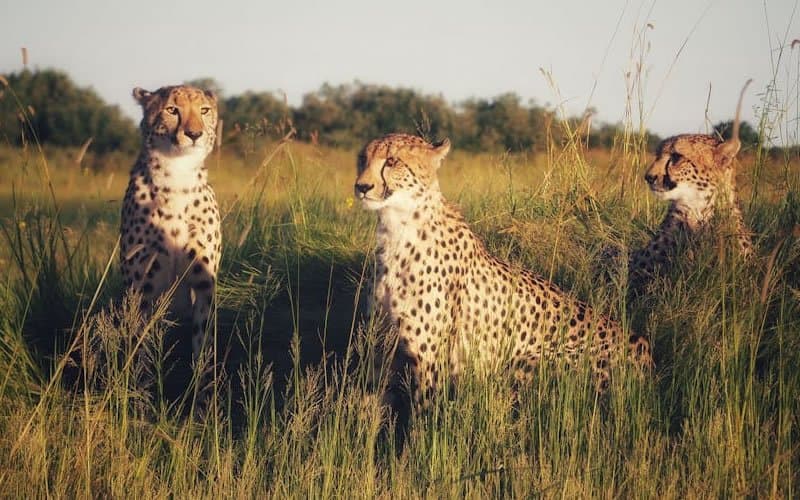 Cheetah in Tanzania - cheetah, felidae