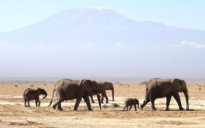 Elephant in Tanzania - elephant, african-elephant