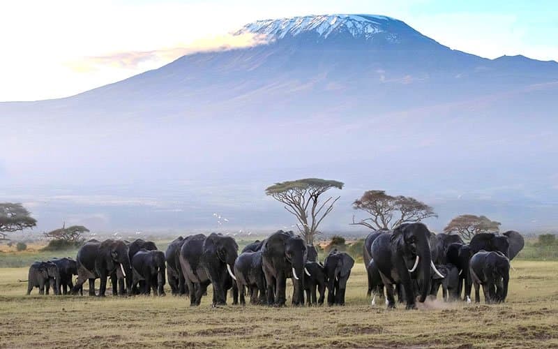 Elephant in Tanzania - elephant, african-elephant