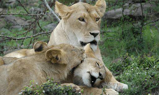 Lion in Tanzania - felidae, lion