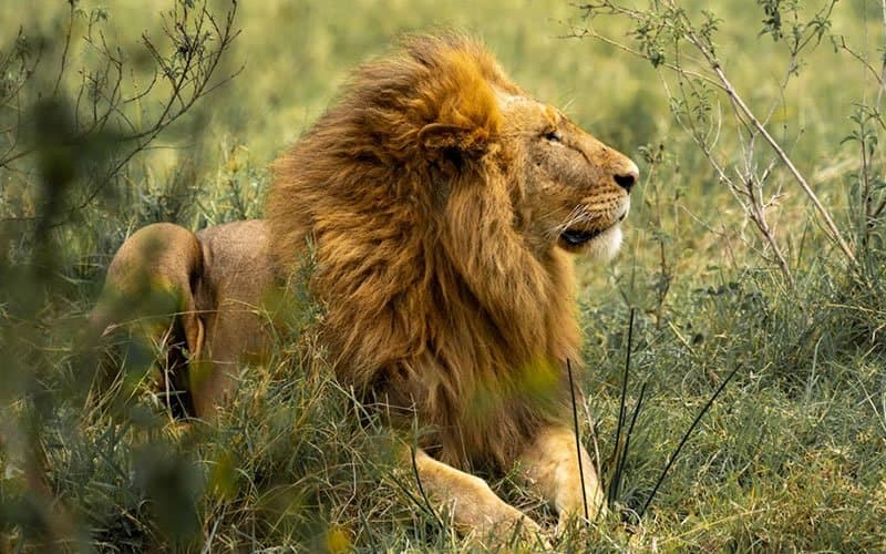 Lion in Tanzania - felidae, lion