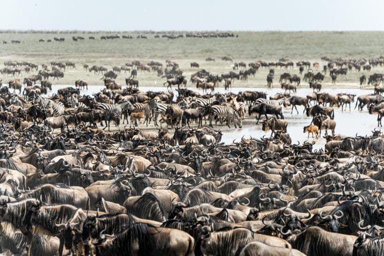 Wildebeest and Zebra in Tanzania - herd, animal-migration
