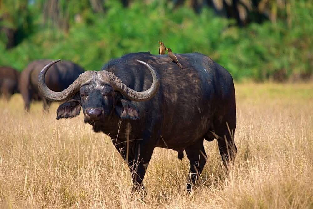 Wildlife in Tanzania - horn, working-animal