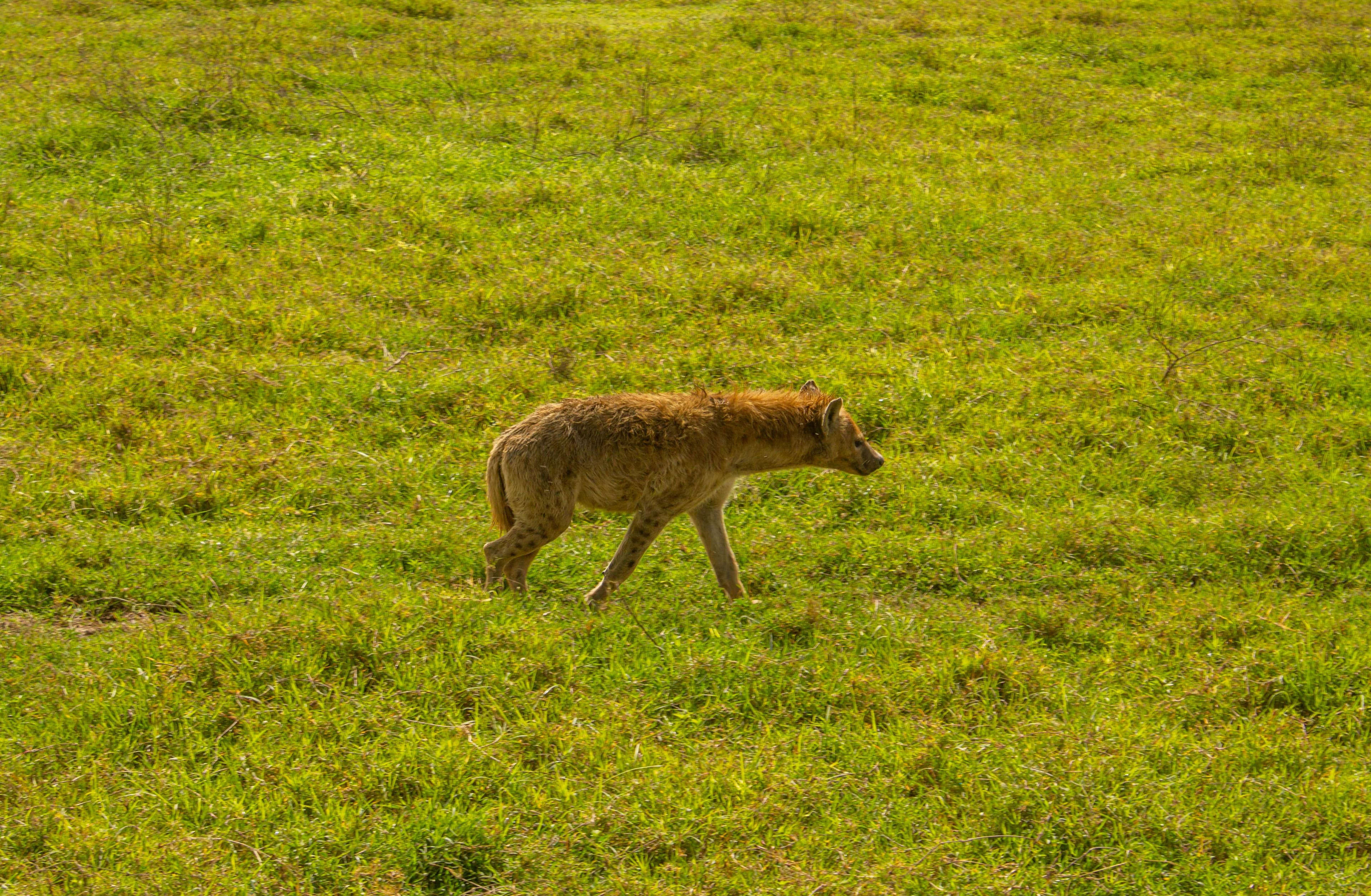 6-Day Kenya–Tanzania Safari - Day 6