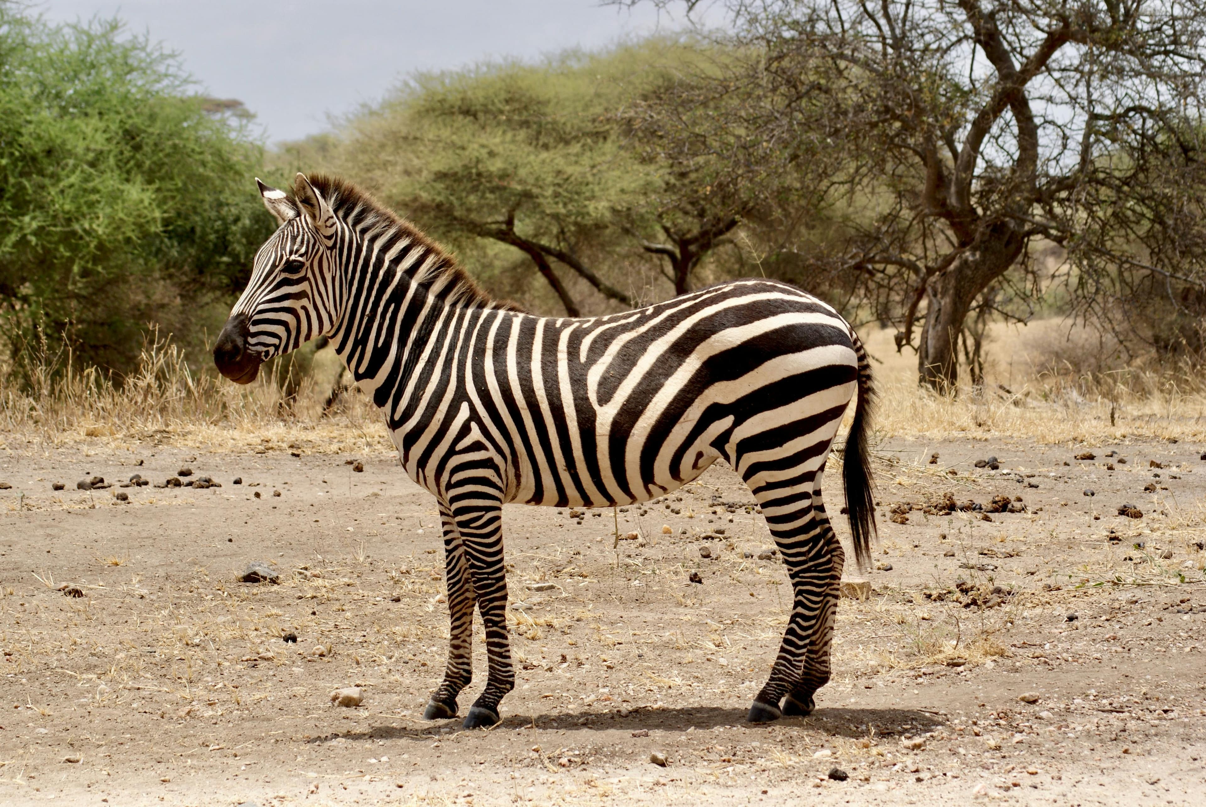 8-Day Kenya & Tanzania Safari Adventure - Day 4