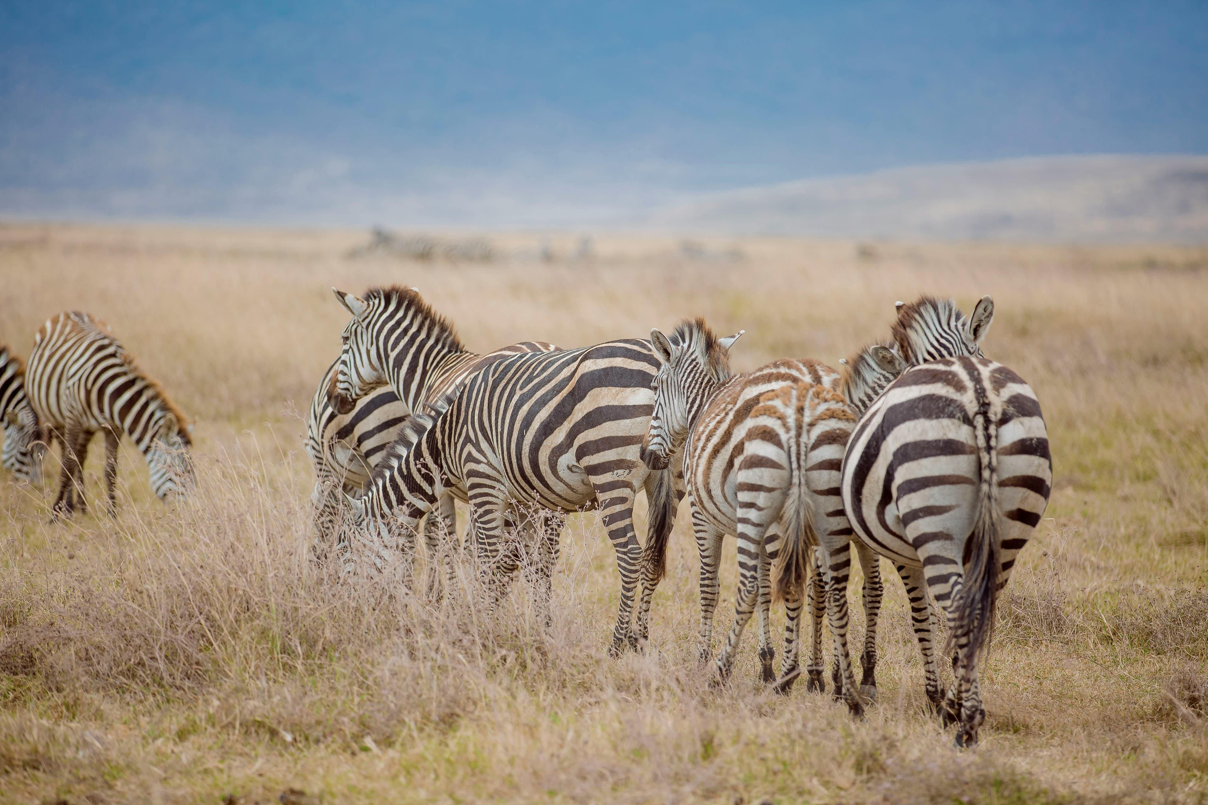 9-Day Kenya & Tanzania Safari TOUR - Day 3