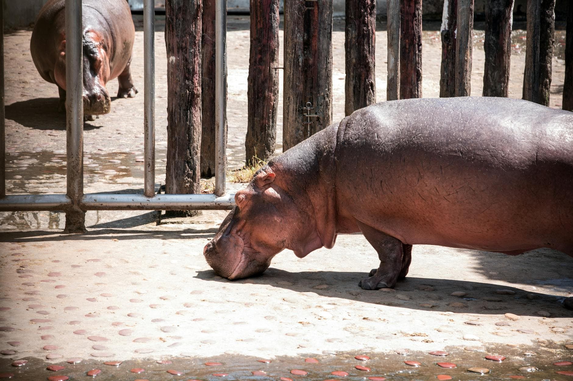 Tsavo West - Wildlife