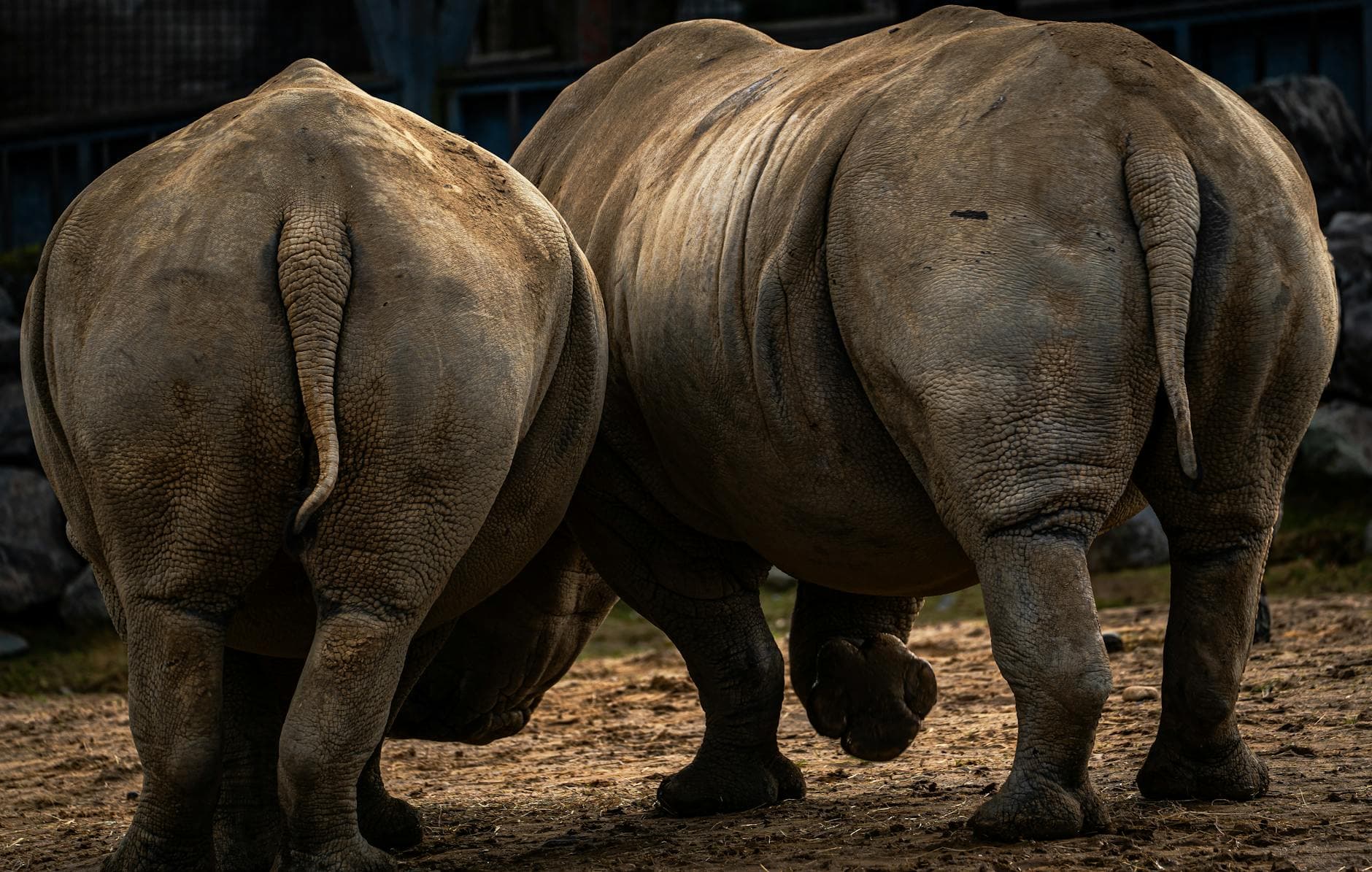 Tsavo West - Wildlife