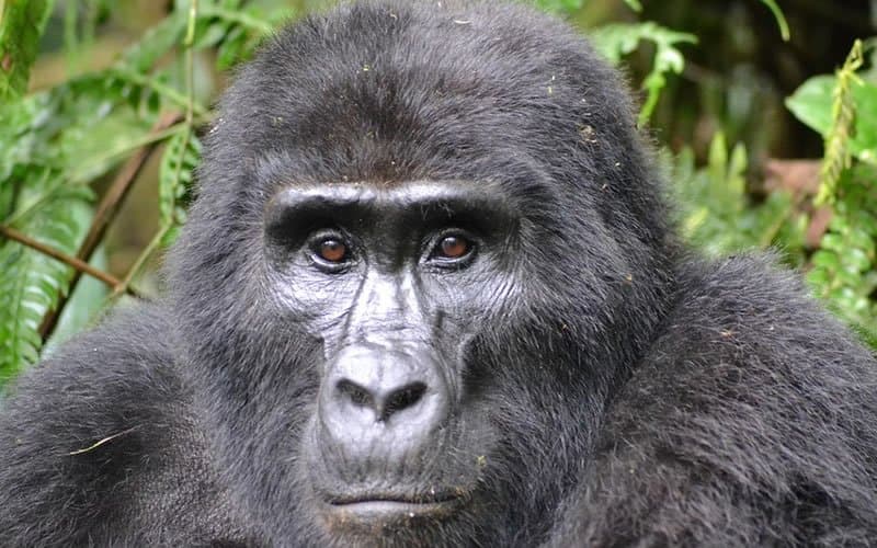 Gorilla in Uganda - primate, snout