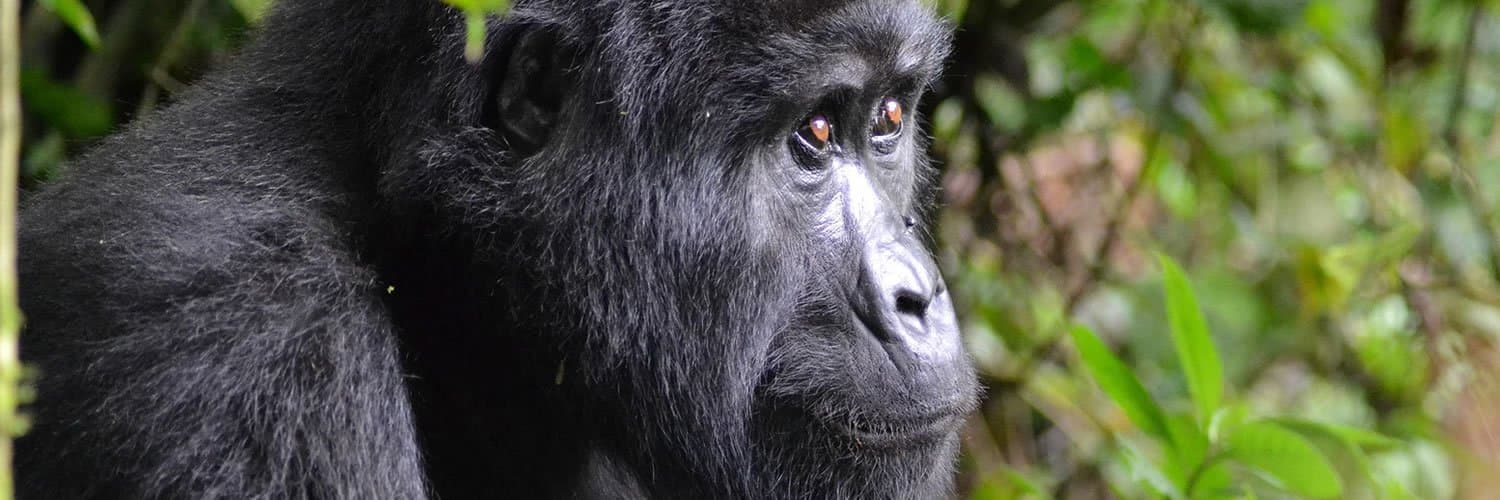 Gorilla in Uganda - primate, terrestrial-animal