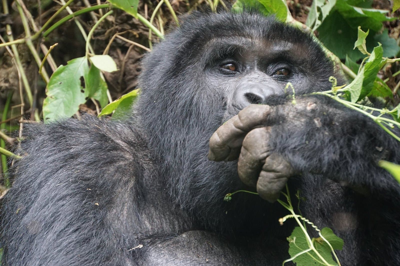 Wildlife in Uganda - primate, vertebrate