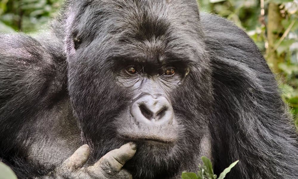 Wildlife in Uganda - primate, vertebrate