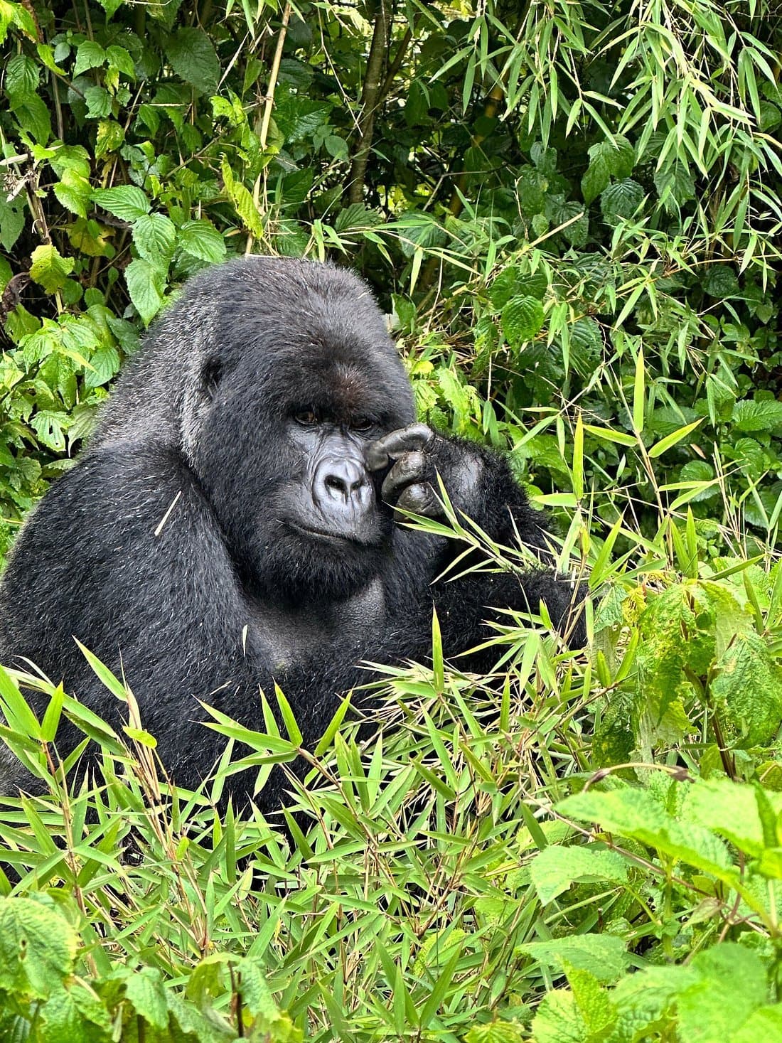 Wildlife in Uganda - primate, vertebrate