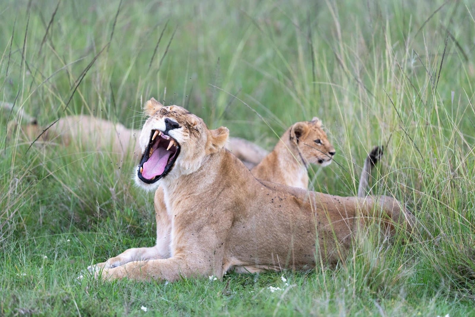 4 Days The Ultimate Tanzania Safari