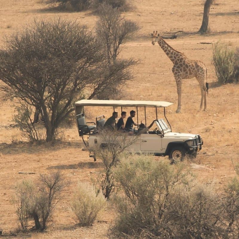 Giraffe in Kenya - giraffe, terrestrial-animal