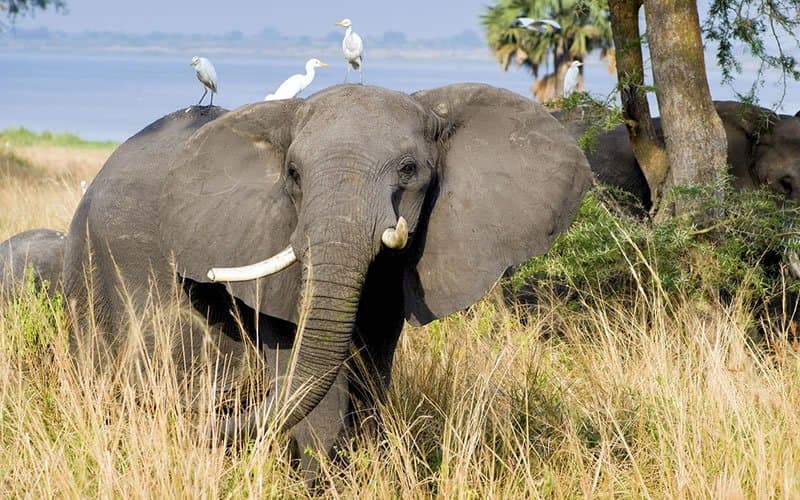 Elephant in Uganda - elephant, african-elephant