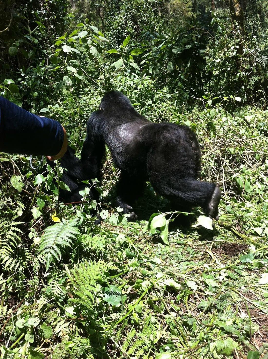 Gorilla in Uganda - primate, vertebrate