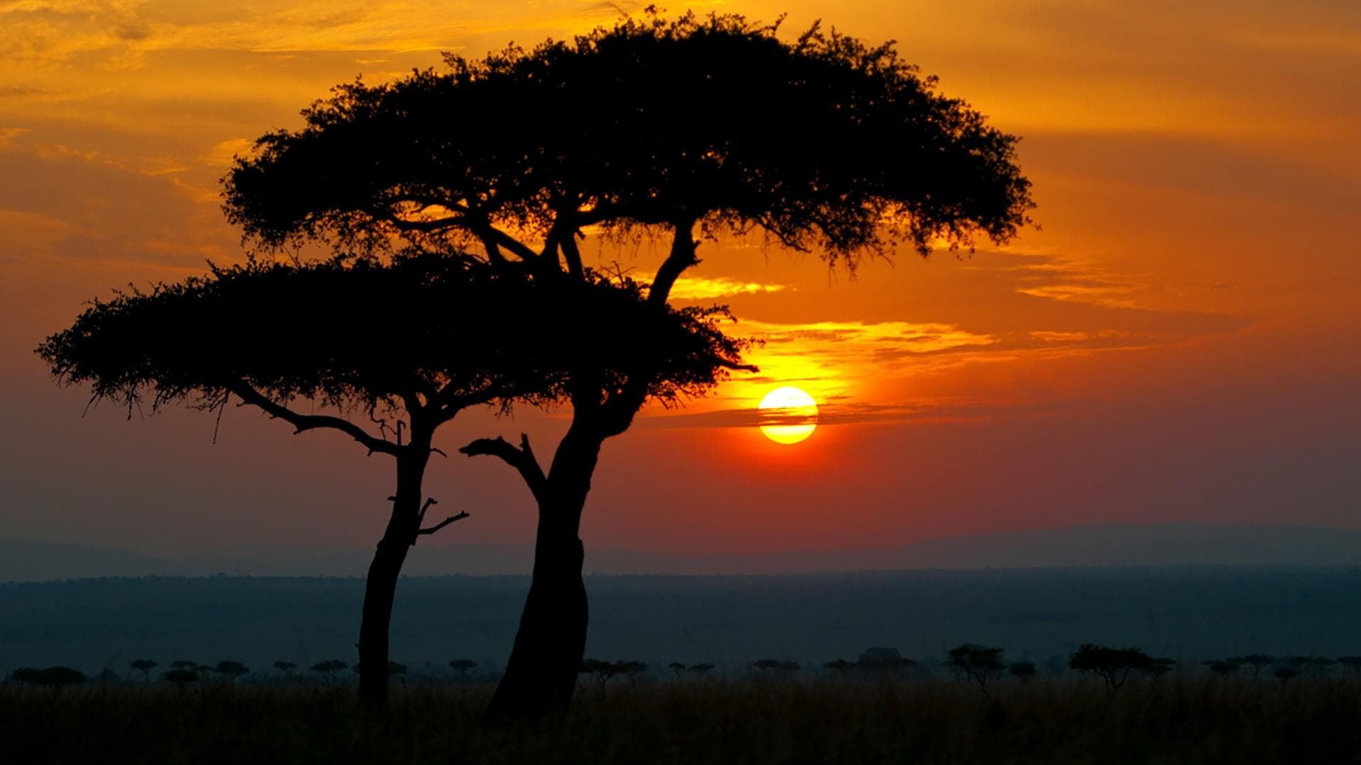 Golden savannah landscape in East Africa