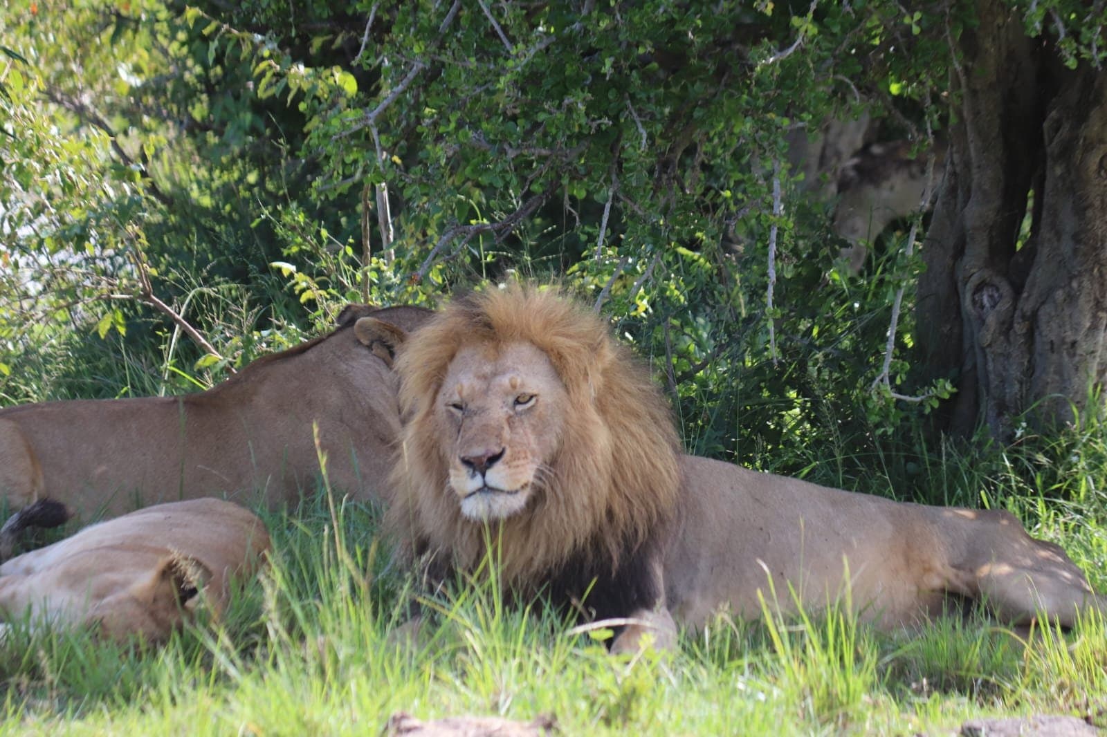 Lion in Kenya - felidae, lion