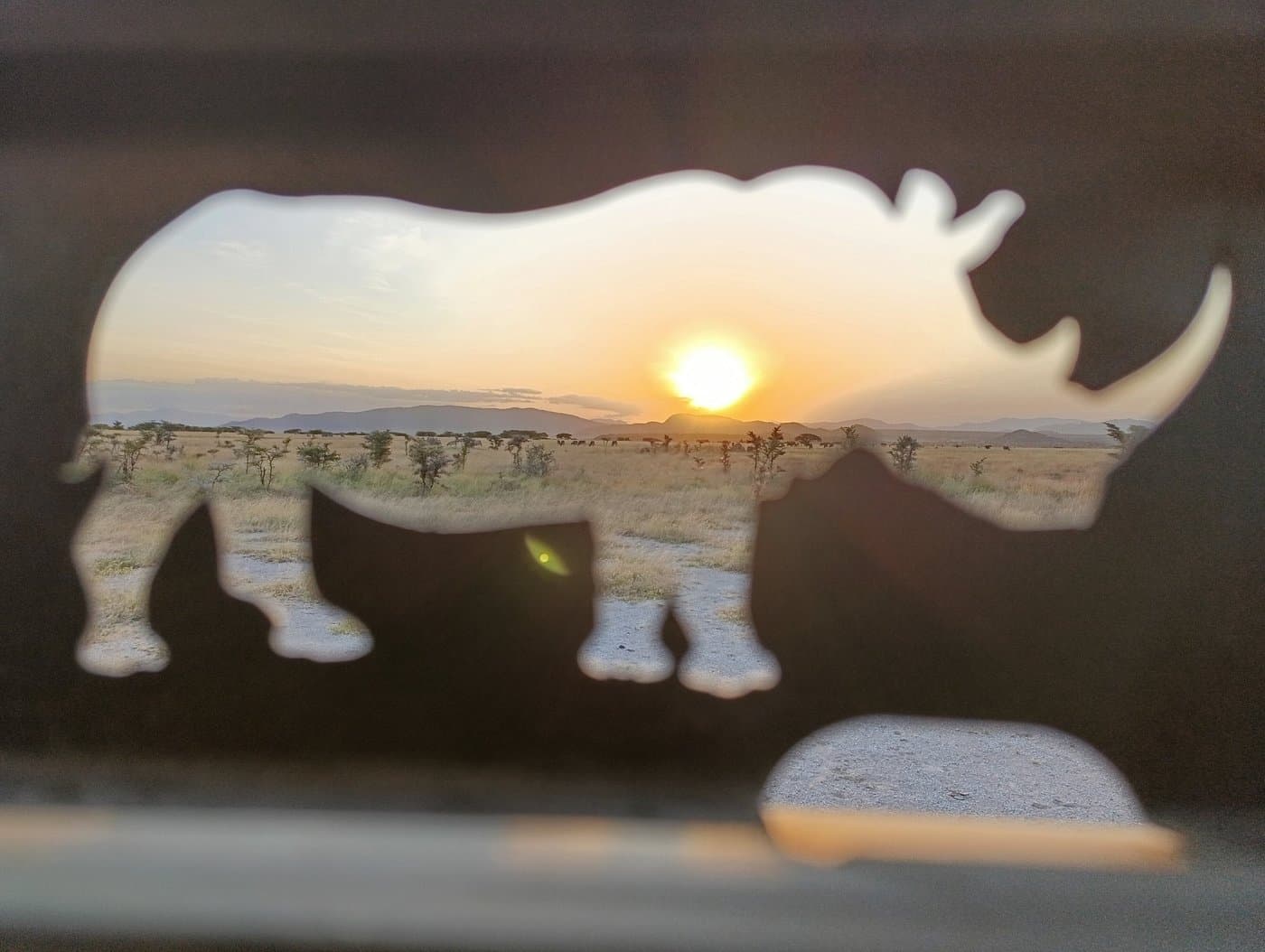 Wildlife - rhinoceros, black-rhinoceros