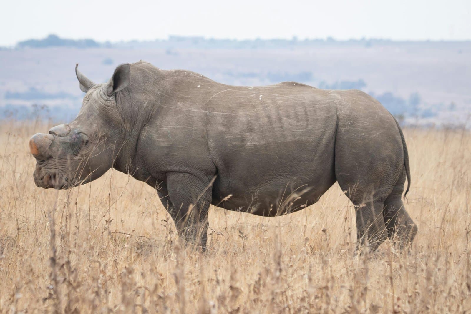 Wildlife - rhinoceros, black-rhinoceros