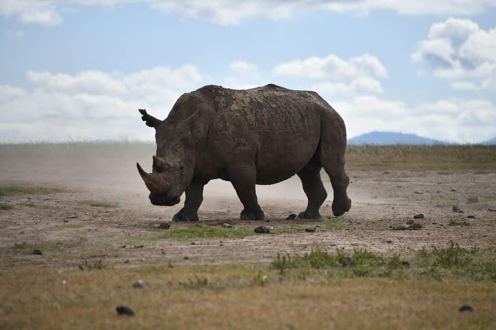 Wildlife - rhinoceros, white-rhinoceros